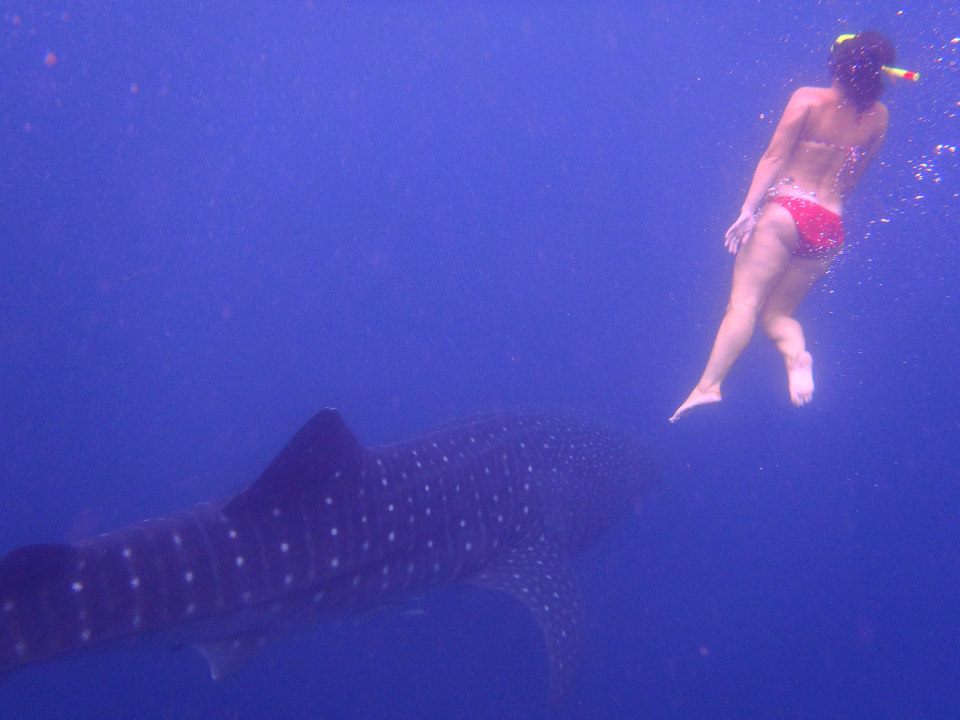 ITC Graduate Gemma Delia swimming with whale sharks in Indonesia - just one of the many exciting experiences she has had on her travels!